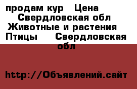 продам кур › Цена ­ 450 - Свердловская обл. Животные и растения » Птицы   . Свердловская обл.